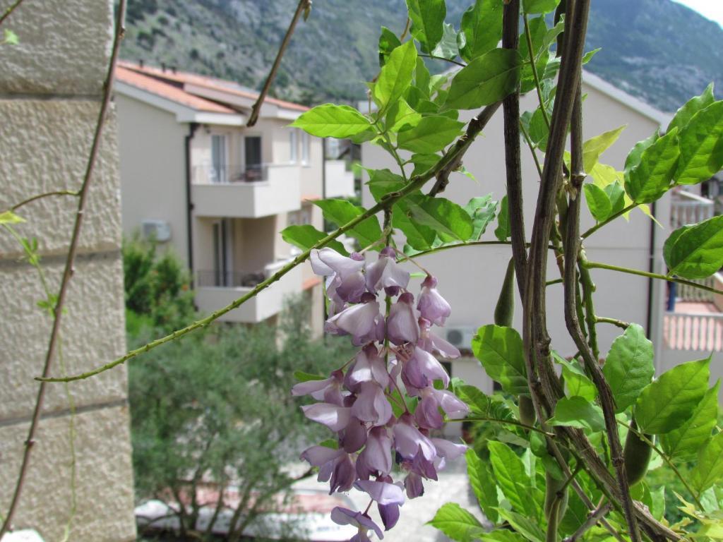 Apartmani Kovacevic Kotor Cameră foto